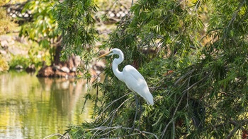 公園中央的人工湖環境清靜優美，吸引不少雀鳥棲息，是觀鳥的好去處。